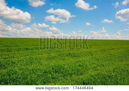 Green Grass And Blue Sky With White Clouds