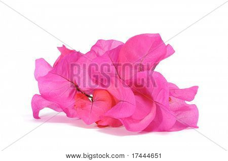 ดอกเฟื่องฟ้าบางบนพื้นหลังสีขาว