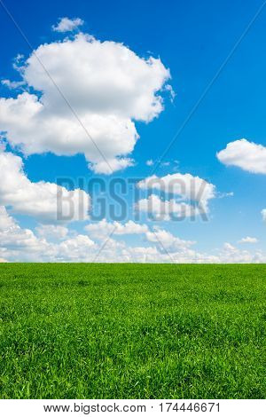 Green Grass And Blue Sky With White Clouds