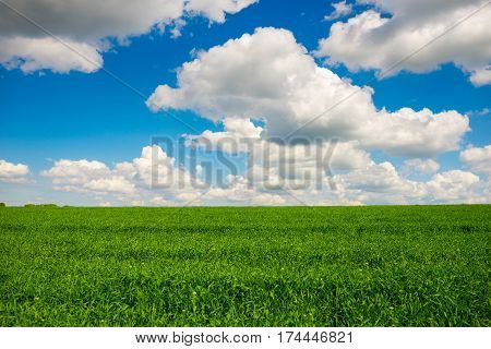 Green Grass And Blue Sky With White Clouds