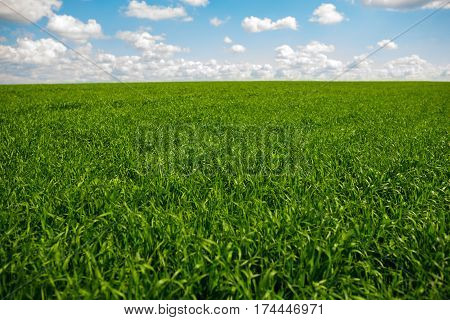 Green Grass And Blue Sky With White Clouds
