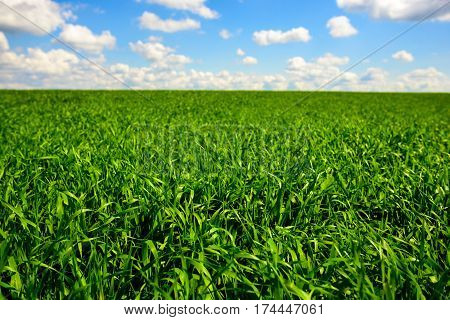 Green Grass And Blue Sky With White Clouds