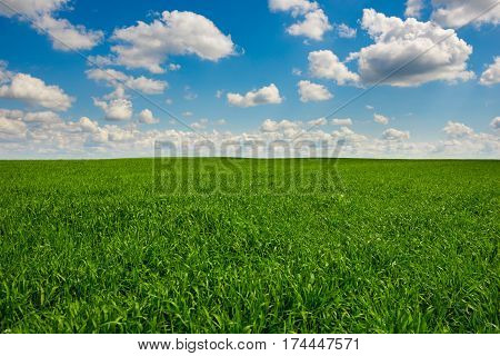 Green Grass And Blue Sky With White Clouds
