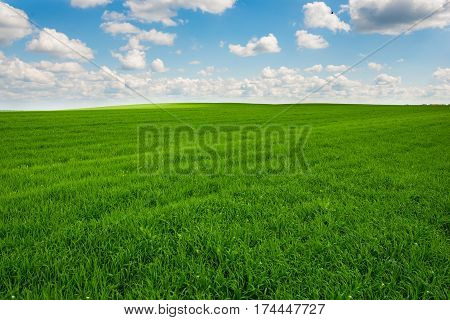 Green Grass And Blue Sky With White Clouds