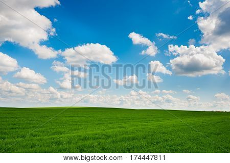 Green Grass And Blue Sky With White Clouds
