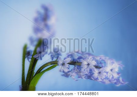 Still Life Jacinth