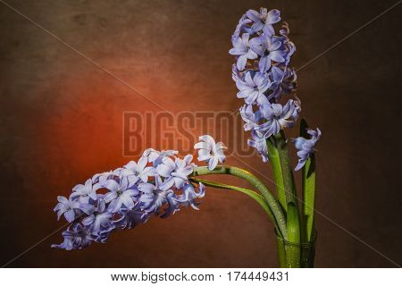 Still Life Jacinth