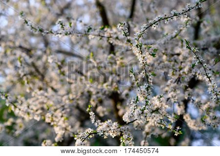 Blooming Almond Tree On The Blue Sky Background.