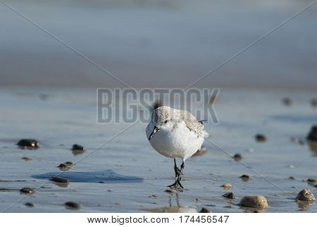 Sanderling foraging on wet beach at low tide
