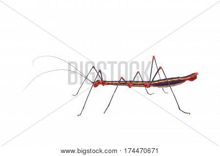 Black Phasmatodea with red wings isolated on a white background