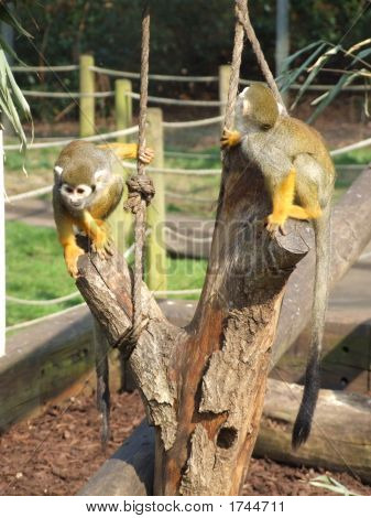 Woburn0333