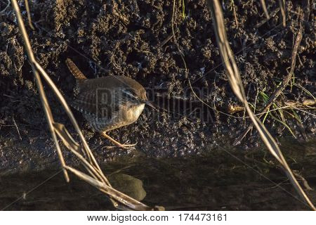 Wren (troglodytes Troglodytes)
