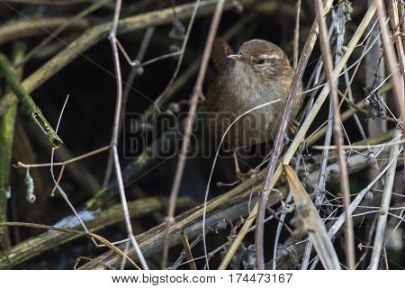 Wren (troglodytes Troglodytes)