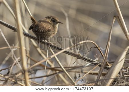 Wren (troglodytes Troglodytes)