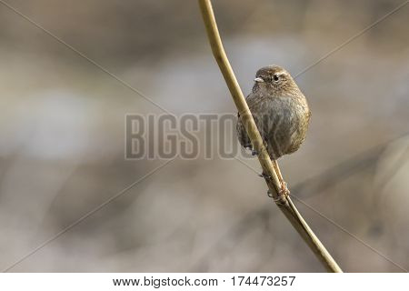 Wren (troglodytes Troglodytes)