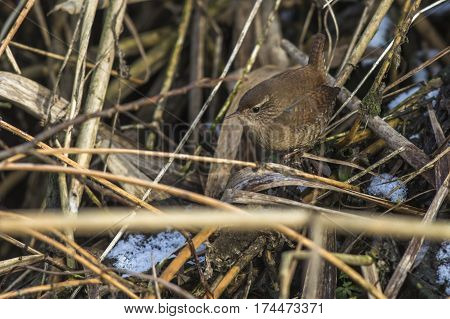 Wren (troglodytes Troglodytes)