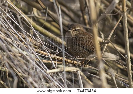 Wren (troglodytes Troglodytes)