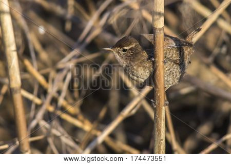 Wren (troglodytes Troglodytes)