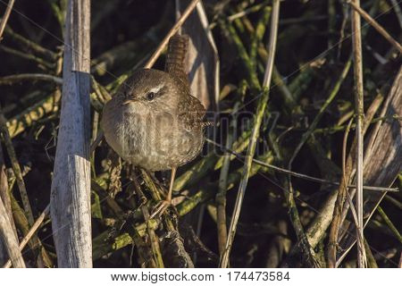 Wren (troglodytes Troglodytes)