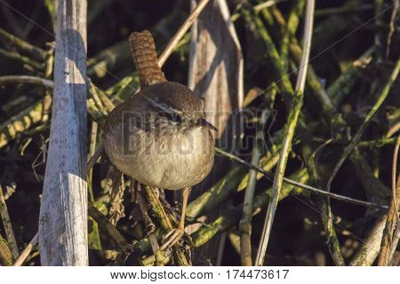Wren (troglodytes Troglodytes)