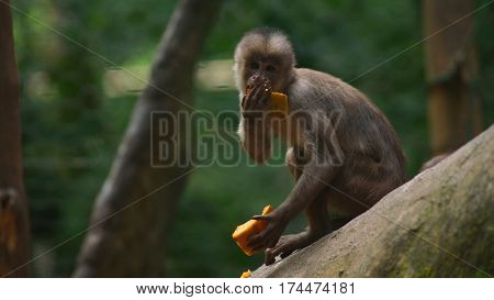 White-fronted capuchin eating papaya. Common names: mono capuchino. Scientific name: Cebus albifrons