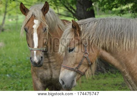 Workhorse. Grazing in the pasture. Meadow in the valley of the Bug.