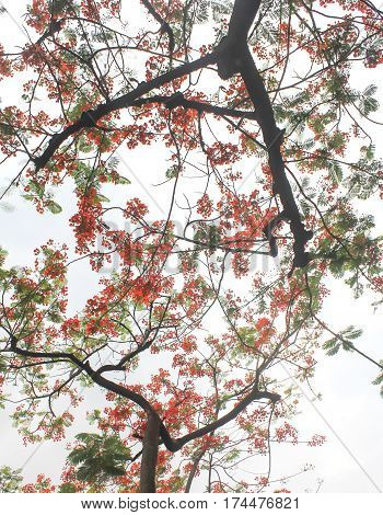 Tamarine tree with the red flower for background and pattern.