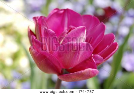 Tulipán rosa
