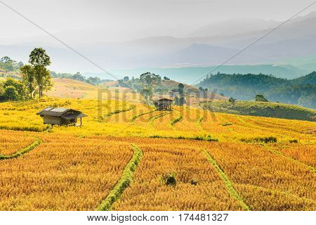 Small Hut And Rice Field With Rice Stubble Left After Harvesting At Ban Pa Pong Piang At Sunset, Chi