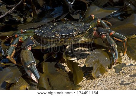Green Shore Crab (Carcinus maenus) on barnacle encrusted rock