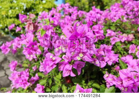 Selective focu Bougainvillea flower beautiful flower hedge decoration.