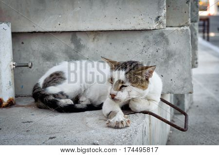 Greek cat is slipping on a wall at Paleochora town on Crete island, Greece