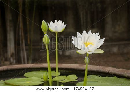 white lotus in a morning. It's natural beauty.