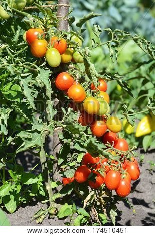 Ripe cherry tomatoes growing on the branches. Cherry tomatoes are one of the easiest veggies to grow and as a gardener.