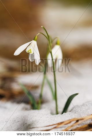 Snowdrop flower coming out from real snow