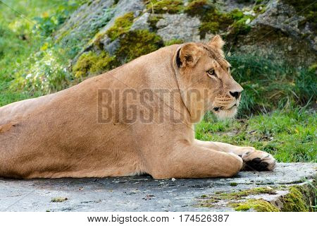 Close up of a sleepy lion in a park