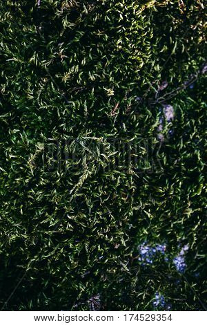 Green moss and lichen texture and background. Mossy stone background. Abstract texture and background for designers. Mossy texture. Closeup view of green moss and lichen.