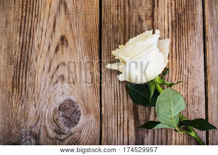 One stale white rose on Wood. Studio Photo