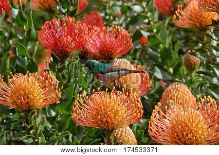 Colorful sunbird sitting on a Leucospermum cordifolium flower in South africa