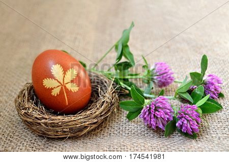 Easter egg colored naturally and red clover flowers