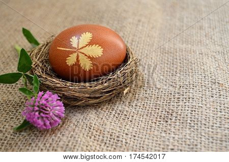Easter egg in the nest and red clover flower