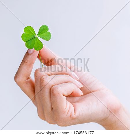 The Girl Holding Clovers Leaves On White Background. The Symbolic Of Clover The First Is For Faith,