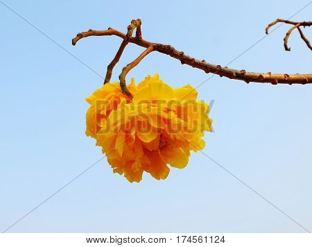 Flower on Pha Chu in Nan province Northern of Thailand