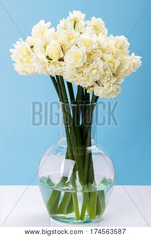 Erlicheer daffodils in glass vase on white table, against blue wall, selective focus