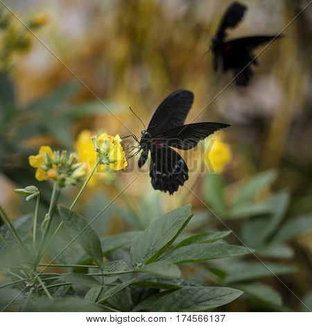 Scarlet Swallowtail Butterfly On Bright Yellow Flower With Other Butterfly Flying In Background