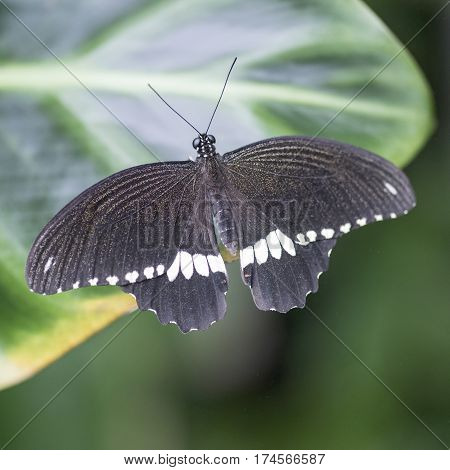 Common Mormon Pupilo Polytes Butterfly Settled On Leaf