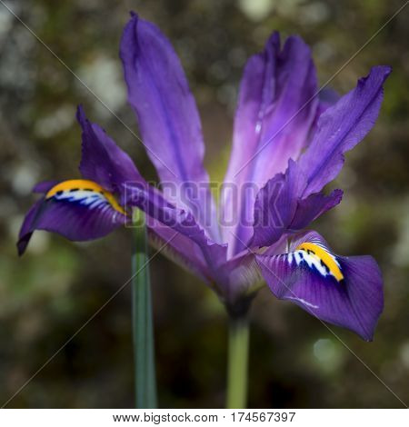 Beautiful Vibrant Iris Flower Scent Sational In Full Bloom In Spring