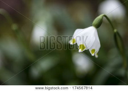 Stunning Simple Leucojum Amaryllis Snowbell Dew Drop Amaryllidaceae Flower In Bloom