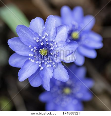 Stunning Close Up Of Lavender Blue Flower In Bloom In Spring With Water Casuing Distortion