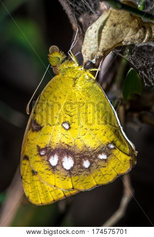 White Orange tip butterfly or Ixias Mariane Butterfly- This freshly emerged specimen is waiting for its wings to dry. Macro or Exteme Close-up of butterfly was shot  at Nagla Block in Mumbai India